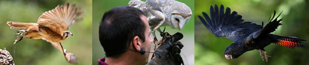 Healesville Sanctuary is located approx. 30 mins from the Yarra Valley Motel